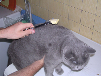 le chat mange le beurre