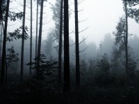 Thumb-Dark_Forest_2 Thumb-Dark_Forest_2