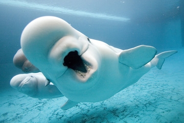 Beluga_Whale_open_mouth_8899