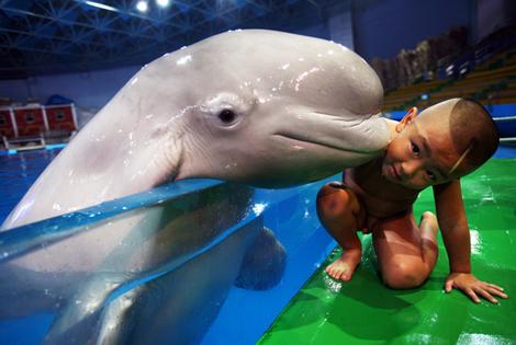 5beluga_wideweb__470x315,0