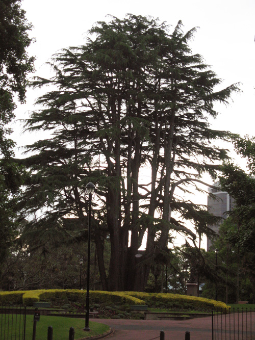 Auckland-011