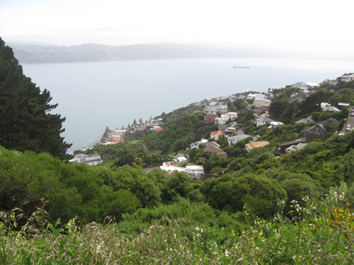 Wellington 008