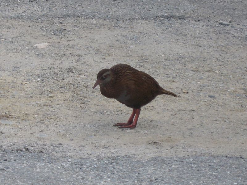 Tapawara - Punakaiki 019